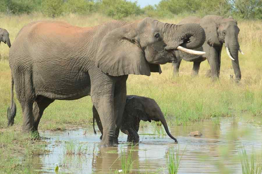 elefante, foto 1