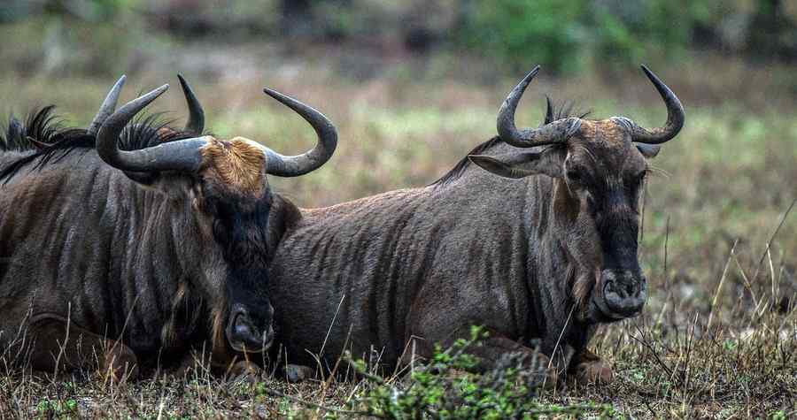 Gnu, foto 1