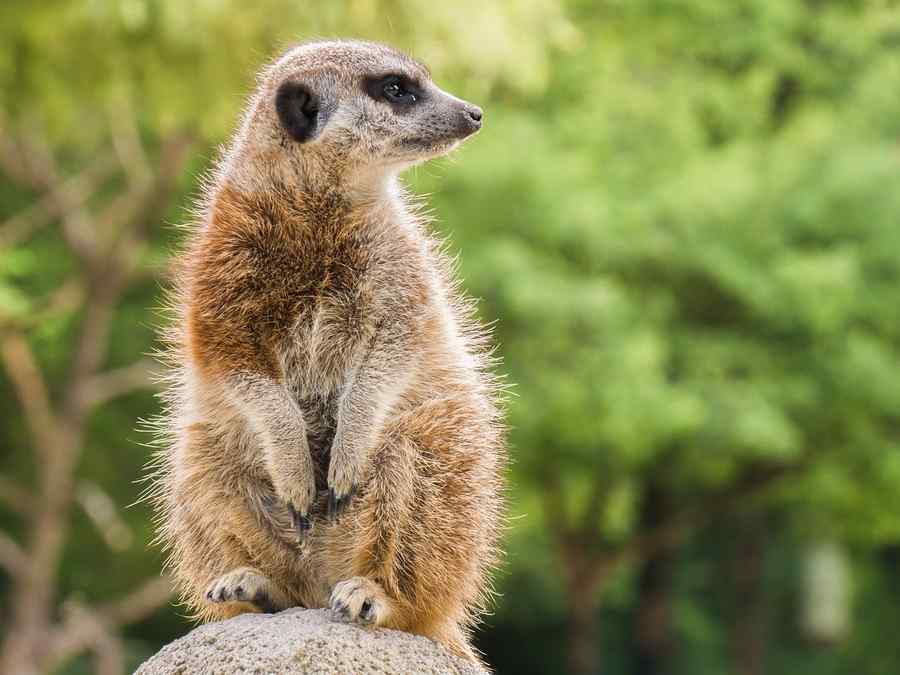 Suricate, foto 1