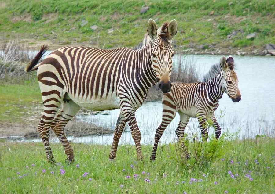 Zebra, foto 1 Zebra, foto 1