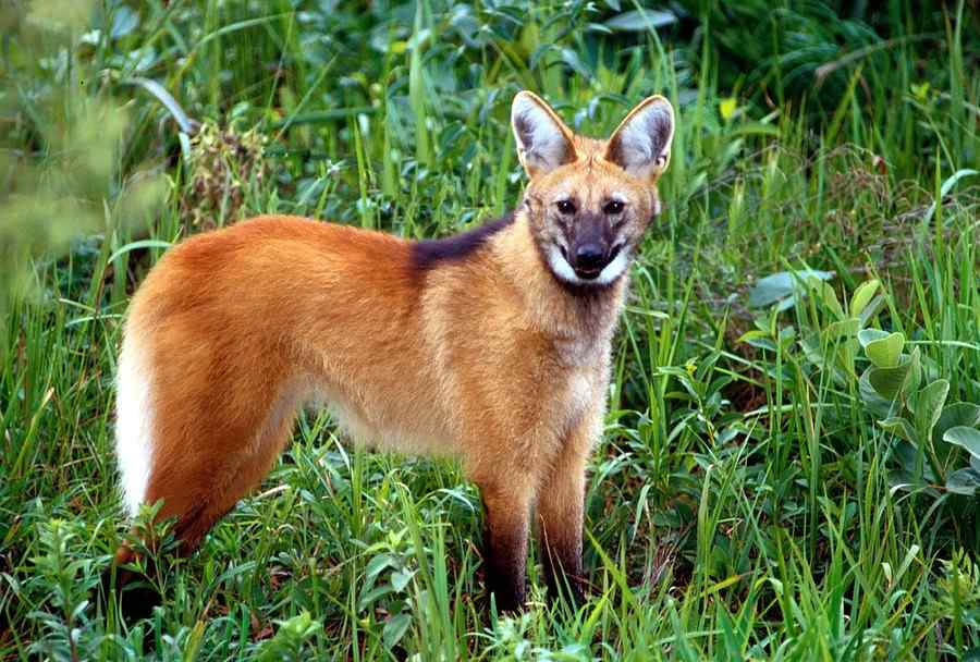 Lobo-guará, foto 2