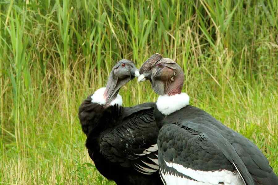 Condor, foto 1