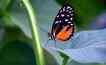 Borboleta, foto 1