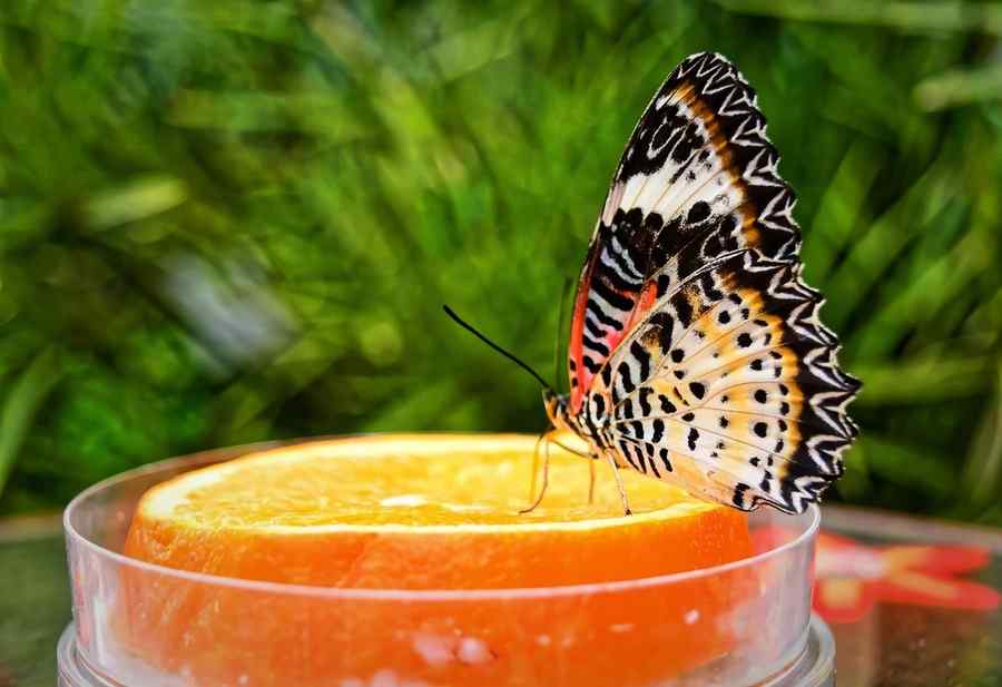 Borboleta, foto 3