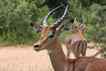 Antílope, foto 3