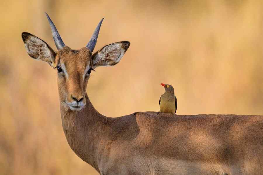 Impala, foto 1