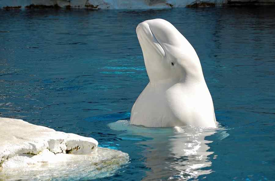 Beluga, foto 1