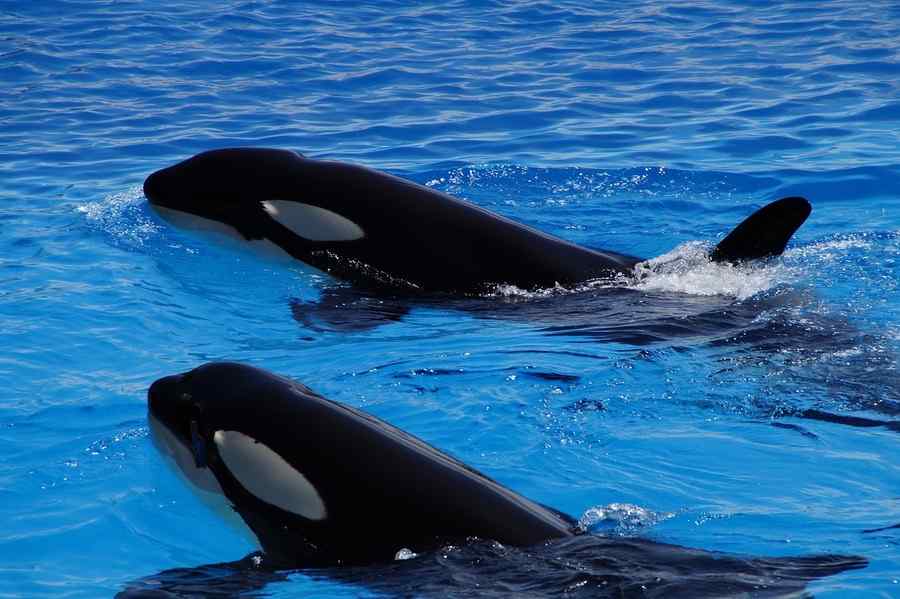 Orca, foto 1