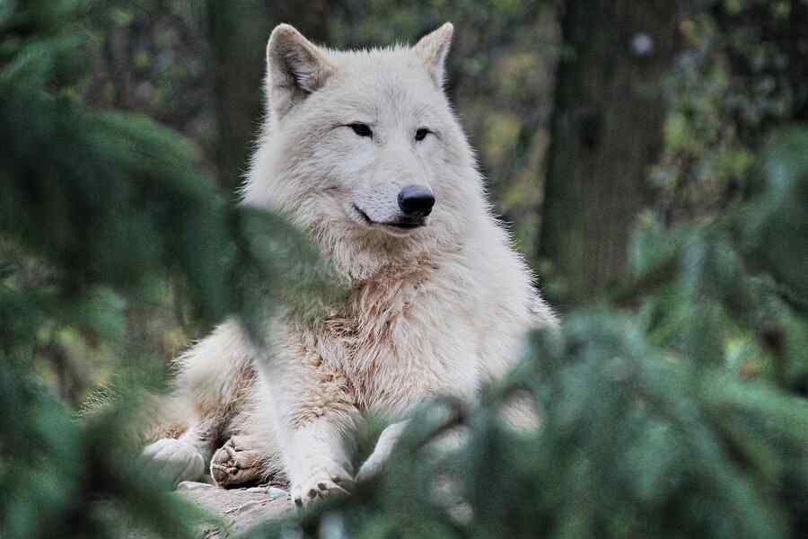 Lobo-ártico, foto 1