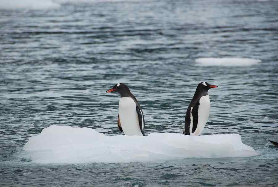 Pinguim, foto 5