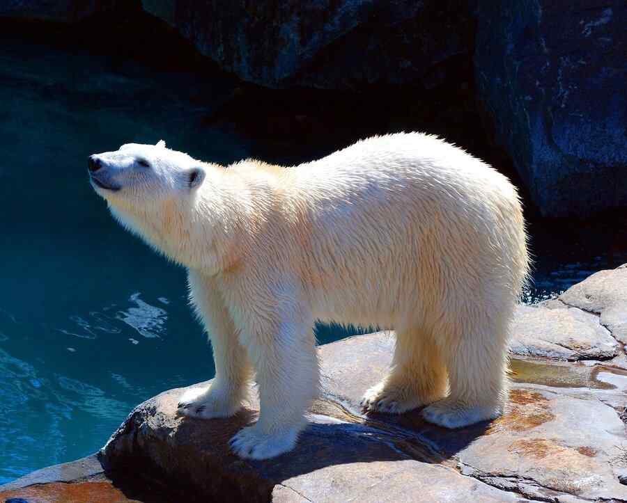 Urso-polar, foto 1