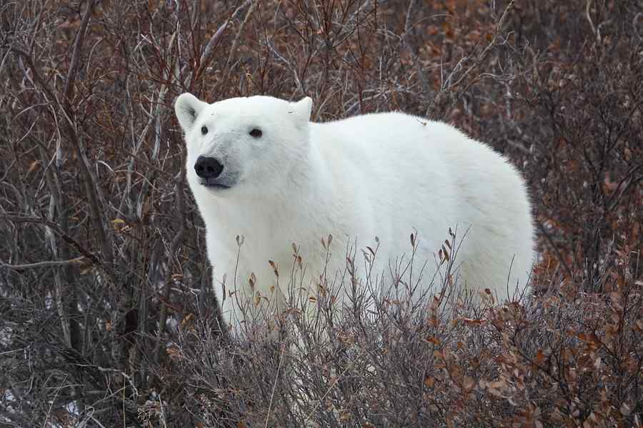 Urso-polar, foto 2