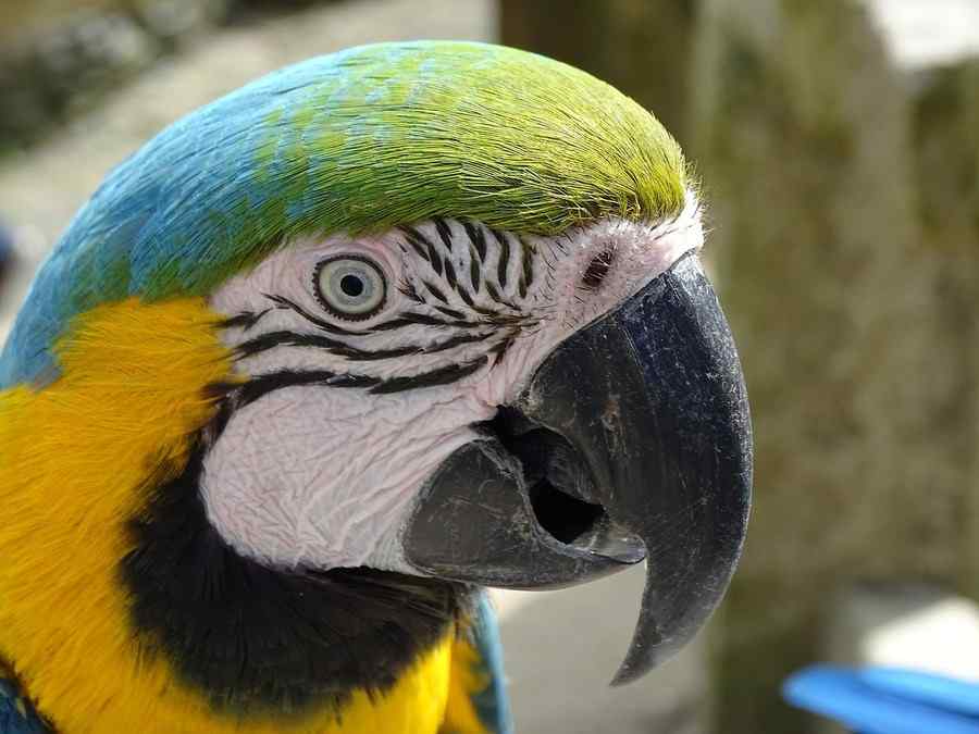 Papagaio, foto 3