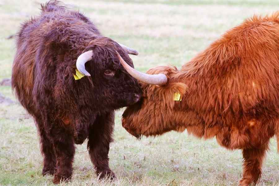 Vaca, foto 1 Vaca, foto 1