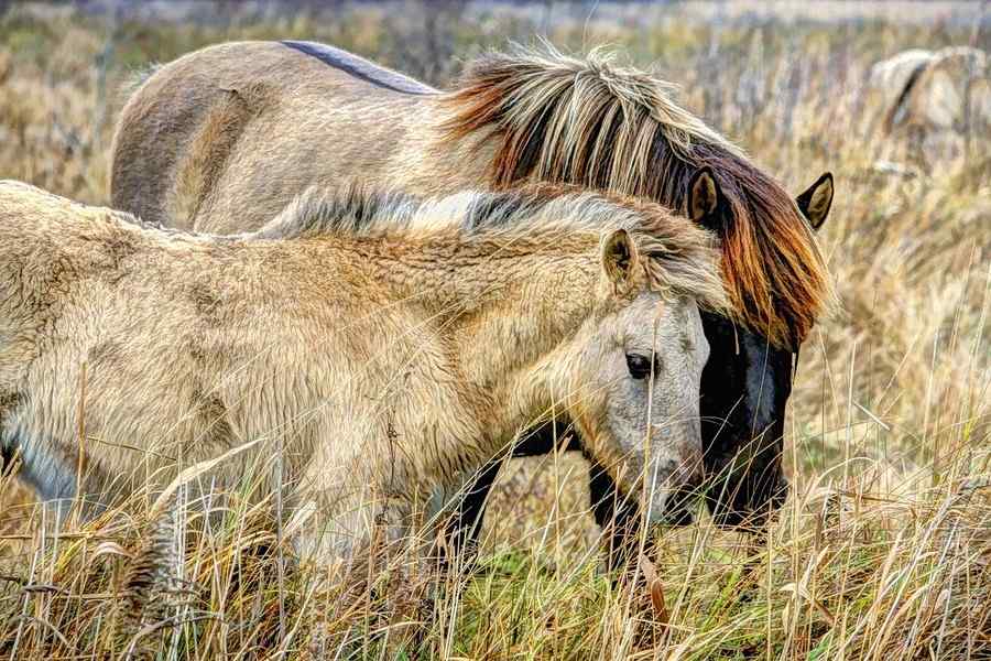 Cavalo, foto 6