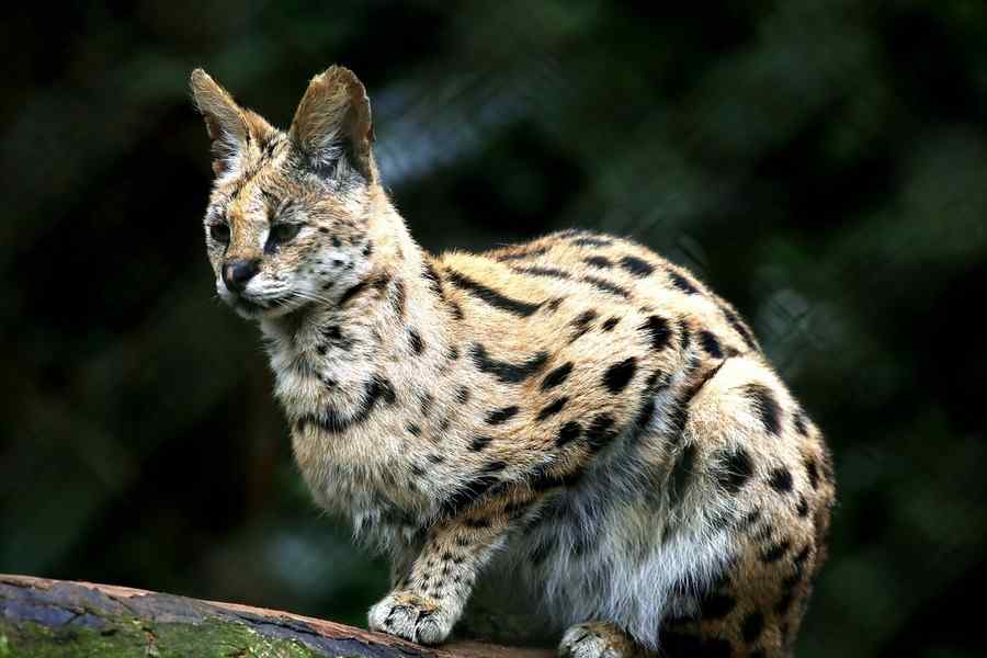 Jaguatirica, foto 1
