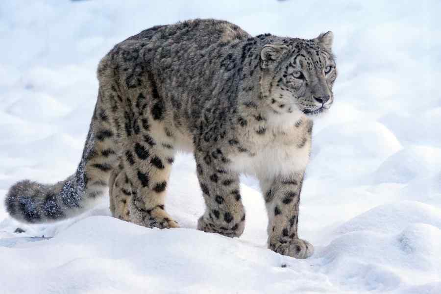 Leopardo-das-neves, foto 1