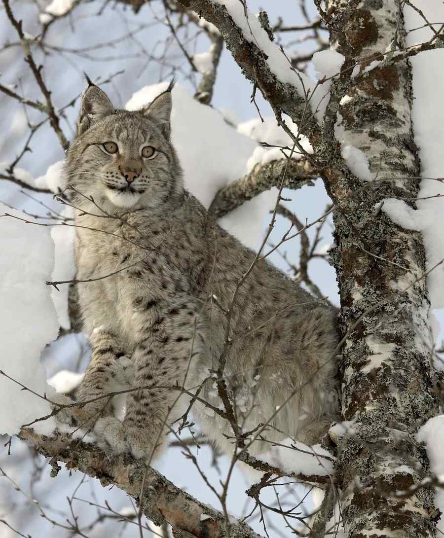 Lince, foto 1