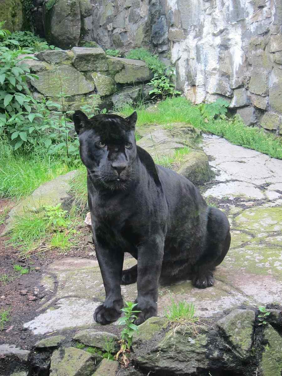 Pantera, foto 1