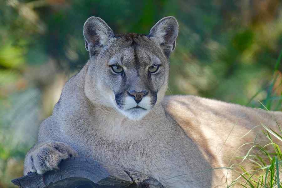 Puma, foto 1
