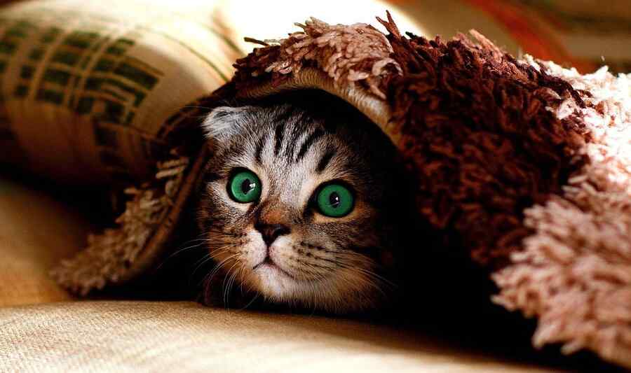 Gato, foto 4
