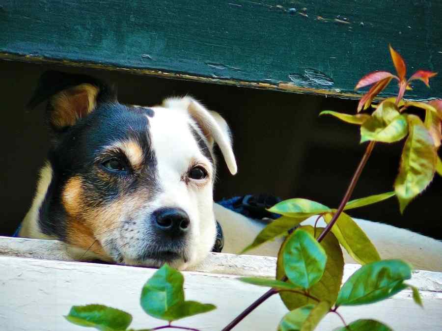 Cão, foto 11