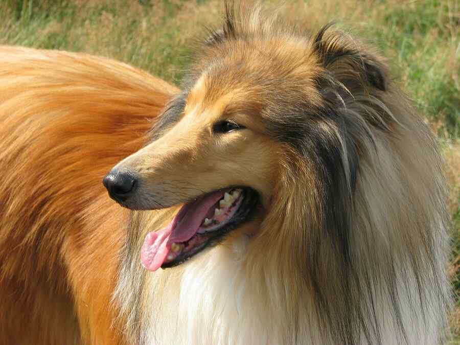 Cão, foto 6