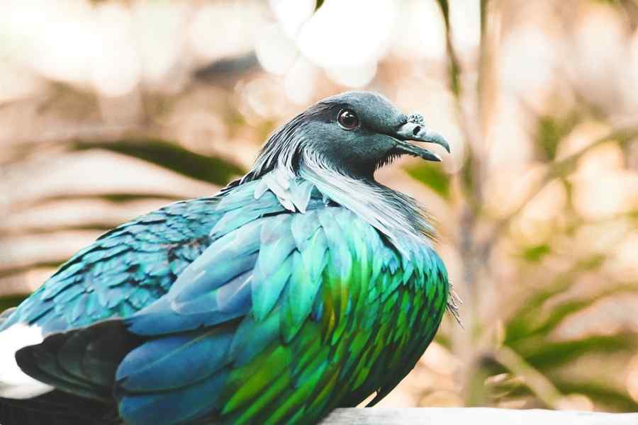 Pombo-de-nicobar, foto 1