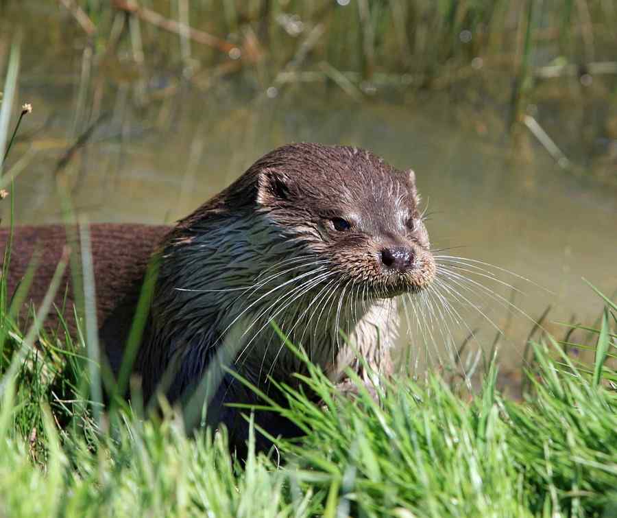 Lontra, foto 2
