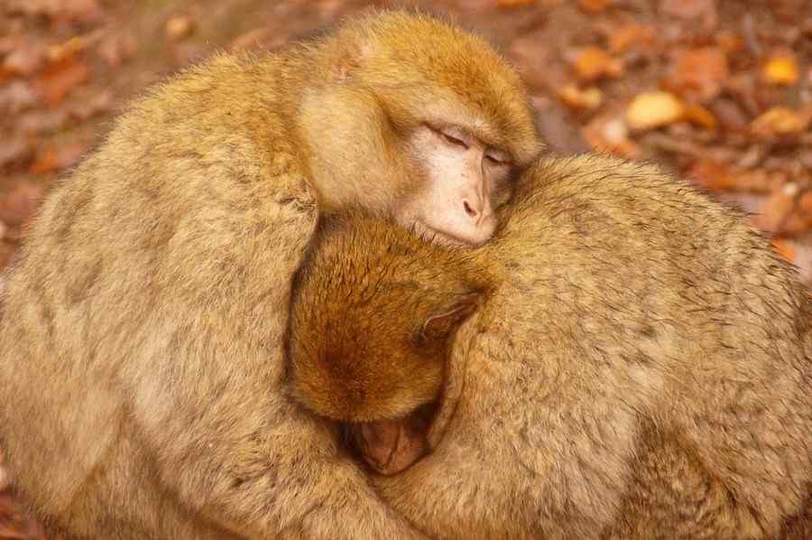 Macaco, foto 2