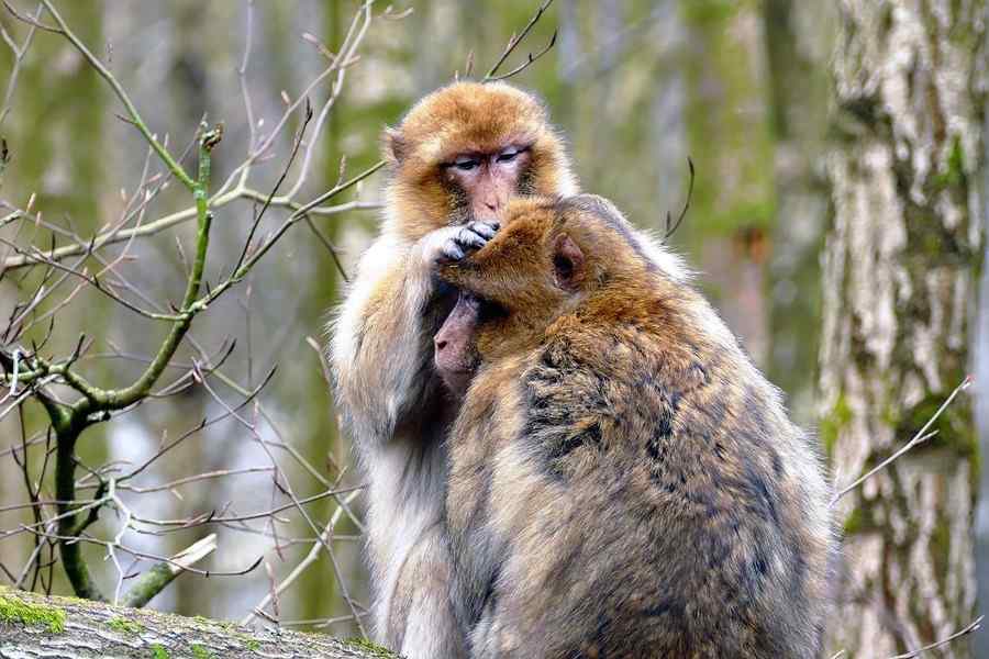 Macaco, foto 3