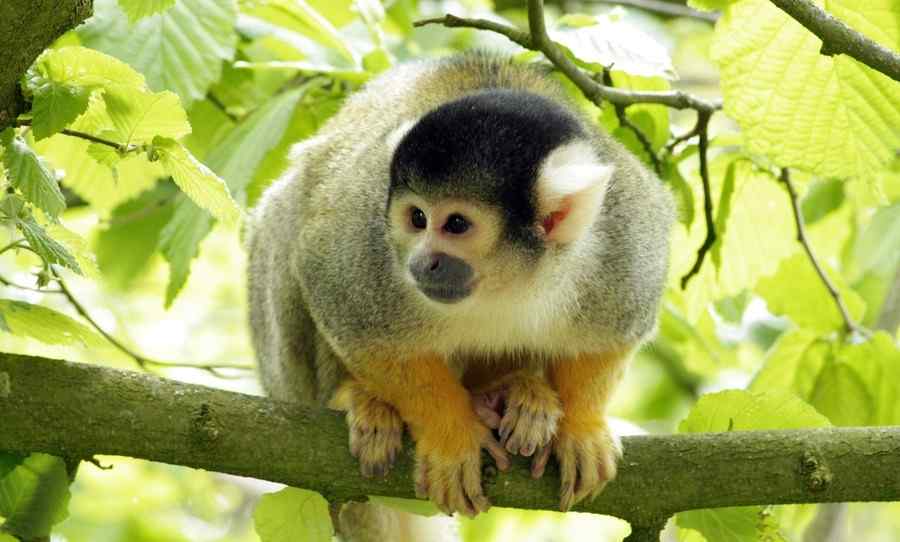 Sagui, foto 1