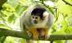 Sagui, foto 1