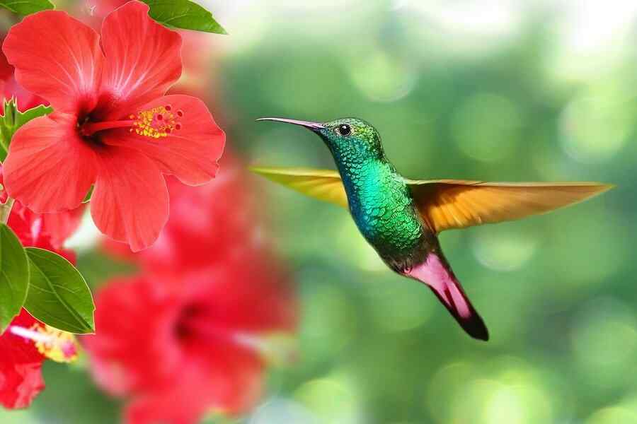 Beija-flor, foto 1