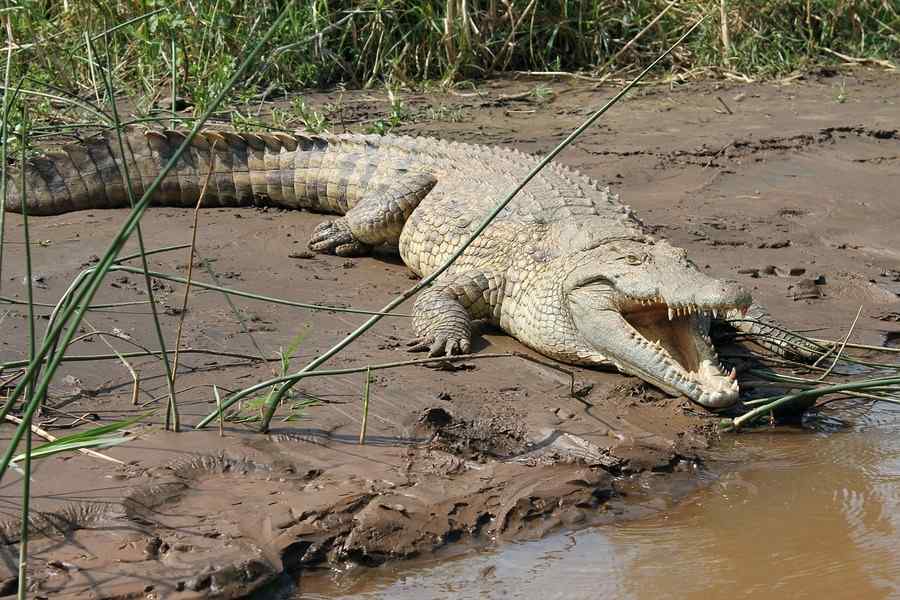 Crocodilo, foto 1