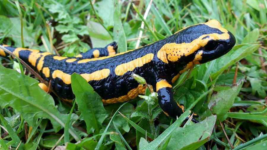 Salamandra, foto 1