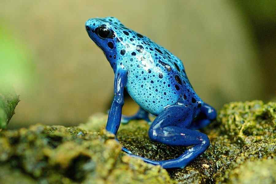 Sapo, foto 1