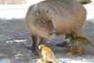 Capivara, foto 1