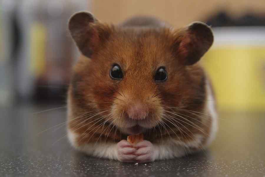 Hamster, foto 1