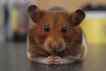 Hamster, foto 1