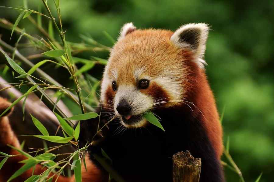 Panda, foto 1