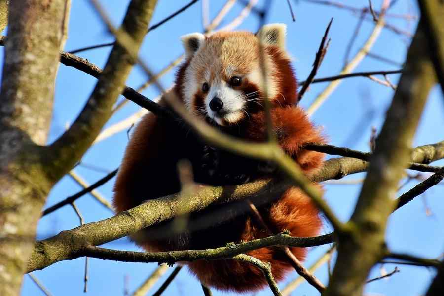 Panda, foto 2