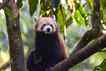 Panda, foto 6