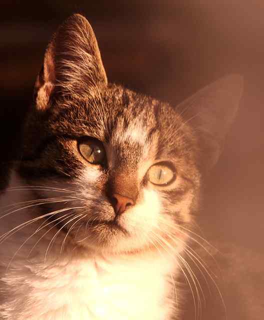 Gato expressivo